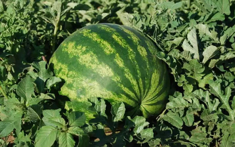 Morocco Suspends Licenses of Watermelon Exporters Over EU Pesticide Violation