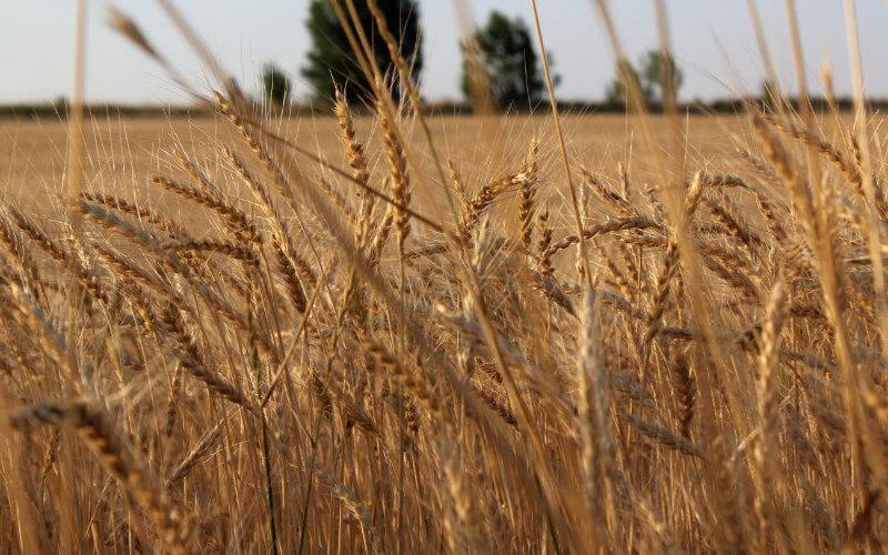 Morocco Suspends Soft Wheat Import Duties to Secure Domestic Supply