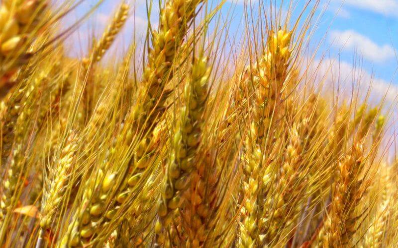 Morocco Suspends Wheat Import Duties to Stabilize Domestic Prices