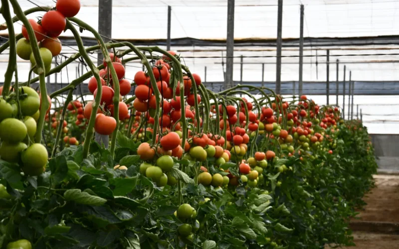Morocco tomato exports surge, Spain loses market share