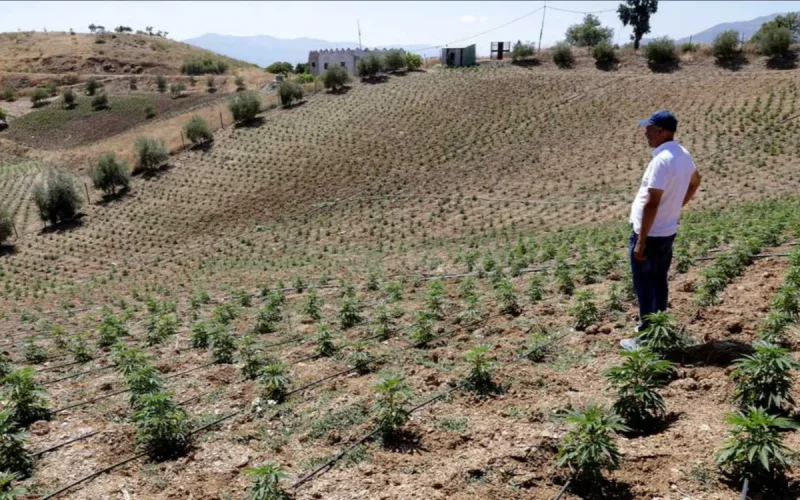 Morocco: The Underground Hashish Market Still Resists Legalization