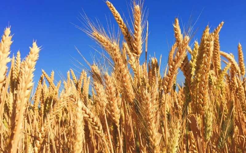 Morocco, the undisputed leader of European wheat