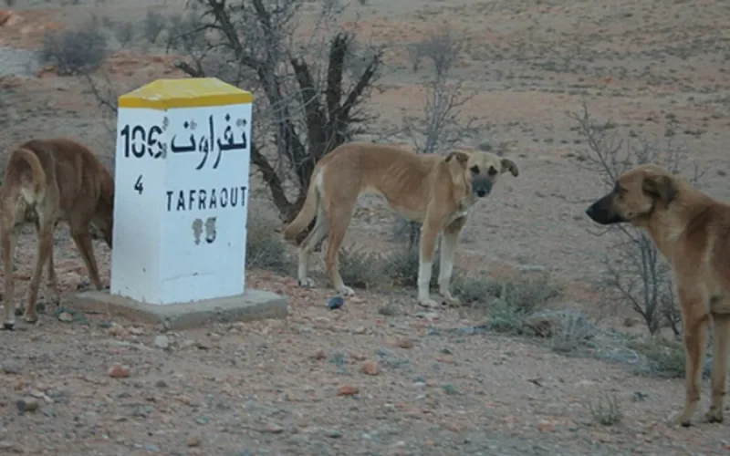 Morocco: United Kingdom Alert