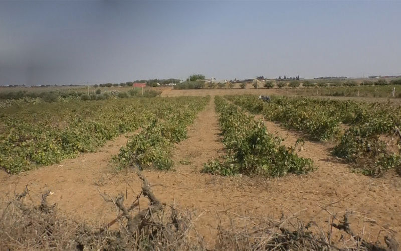 Morocco Unlocks 12,000 Hectares of Collective Land for Investment