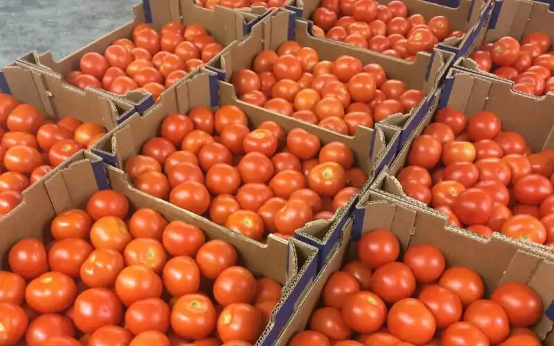 Morocco Unveils Subsidy Plan for Tomato, Potato, and Onion Farmers Amid Rising Inflation