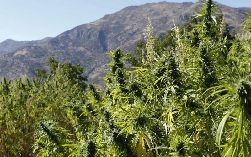 Morocco wants to become a global leader in medical cannabis