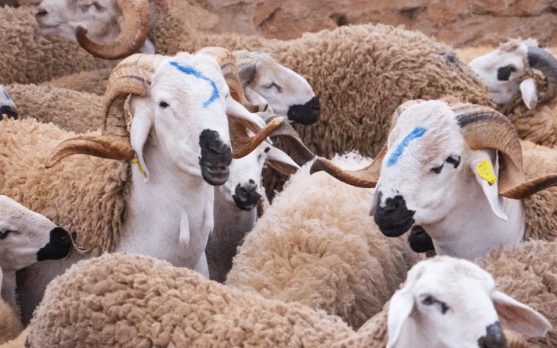 Morocco wants to replace antibiotics with cannabis in livestock farming