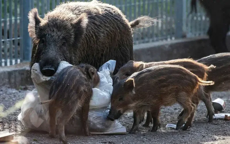 In Morocco, wild boars are proliferating in the city
