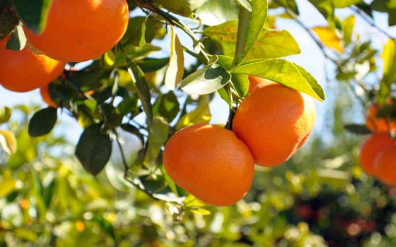 Morocco's Agri-Food Exports to Spain Hit €154.4 Million in 2019