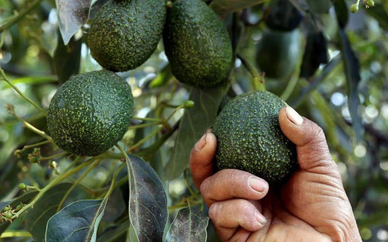 Morocco's Avocado Boom: Production Soars Despite Regional Drought
