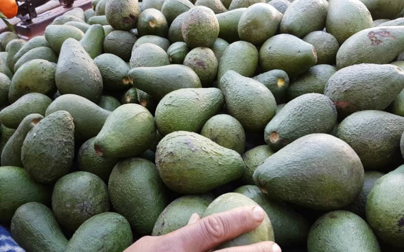 Morocco's Avocado Exports to EU Surge, Expected to Double by Season's End