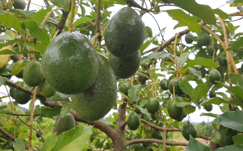 Morocco's Avocado Paradox: Exports Surge While Imports Triple