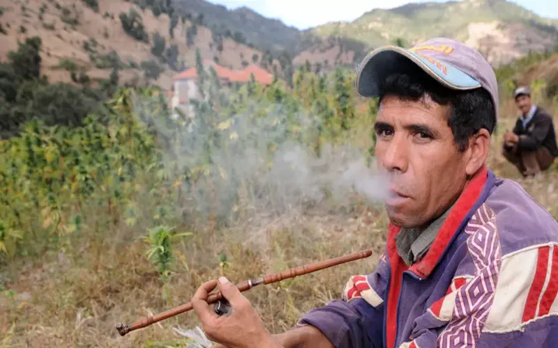 Morocco's Cannabis Farmers Eye Legal Market as Medical Use Bill Advances