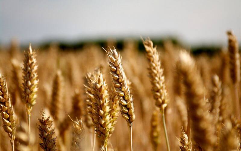 Morocco's Cereal Imports Surge Nearly 50% as Port of Casablanca Leads Traffic