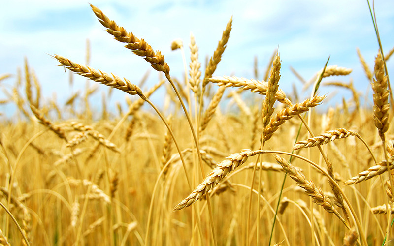 Morocco's Cereal Production Plummets 57% Amid Drought Conditions