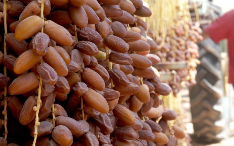 Morocco's Date Industry Under Threat: Farmers Allege Algerian Deception