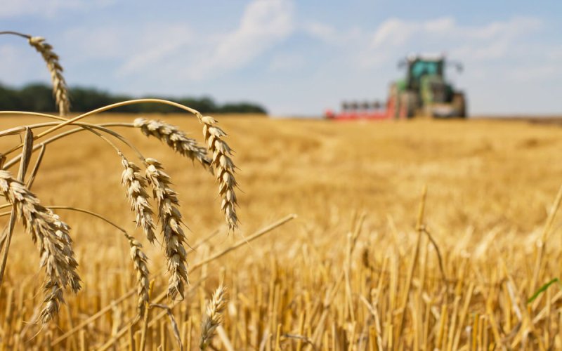 Morocco's Drought Crisis Fuels Massive French Wheat Imports