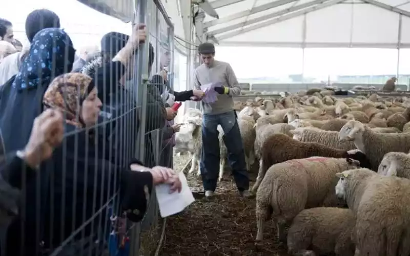 Morocco's Eid Al Adha Sheep Supply in Doubt as Drought Sparks Import Debate