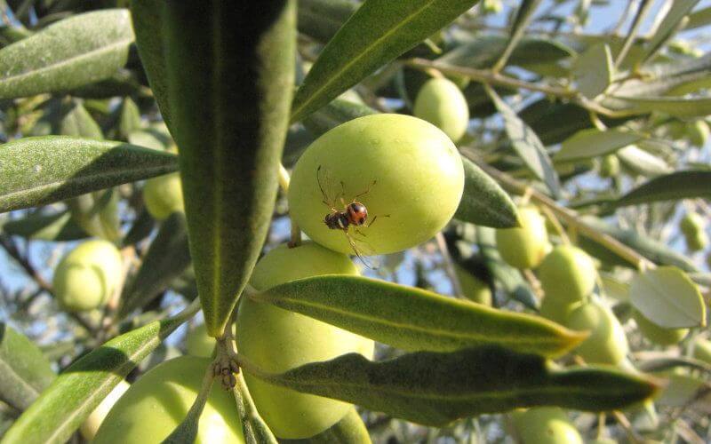 Morocco's Food Safety Office Debunks Olive Oil Health Risk Rumors