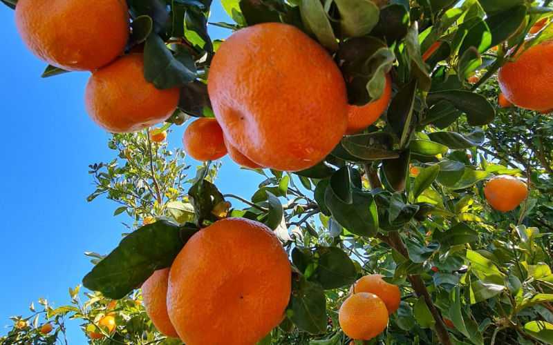 Morocco's Fruit and Vegetable Exports to Russia Plummet 33% in 2022