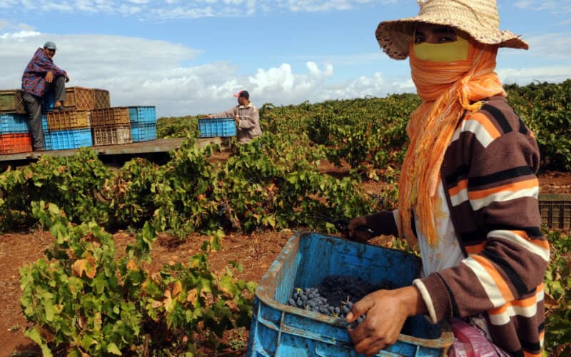 Morocco's Fruit and Vegetable Exports Surge 9%, Reaching 474,900 Tons in January