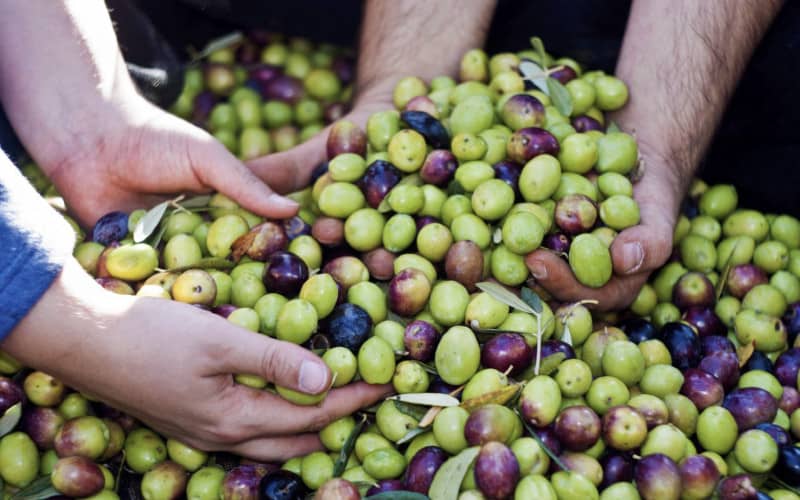Morocco's Olive Production Surges 21% Despite Drought Challenges