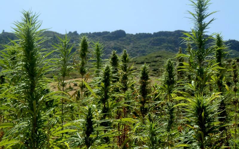 Morocco's Pharmaceutical Industry Pushes for Medical Cannabis Legalization