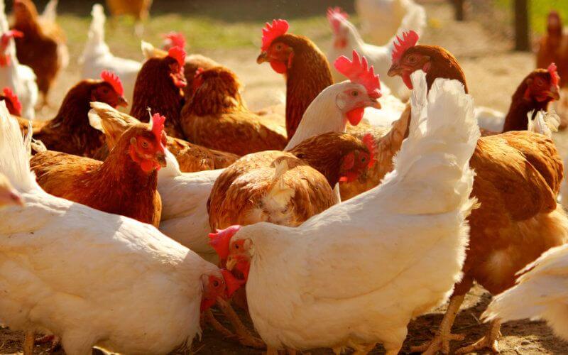 Morocco's Poultry Industry Suffers $300 Million Loss Amid COVID-19 Lockdown