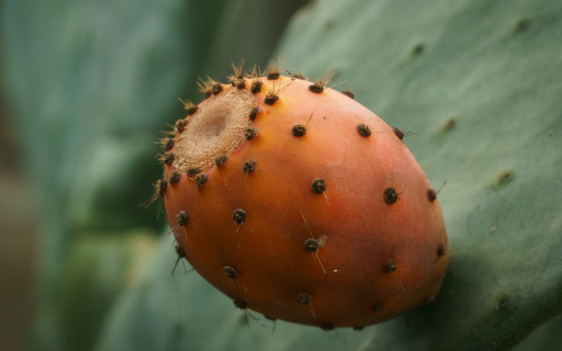 Morocco's Prickly Pear Renaissance Sparks Global Export Boom