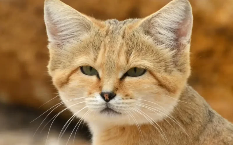 Morocco's Sand Cat: The 2 kg Desert Feline That Barks Like a Dog