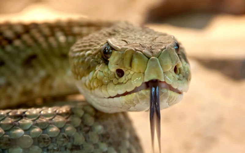 Morocco's Settat Province Faces Rising Threat of Scorpion and Snake Attacks