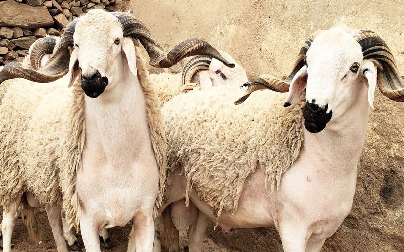 Morocco's Sheep Supply Sufficient for Eid Al-Adha Despite Drought Challenges