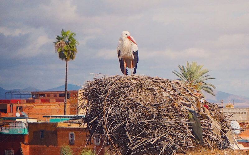 Morocco's Storks Face Habitat Challenges as Kénitra Expands