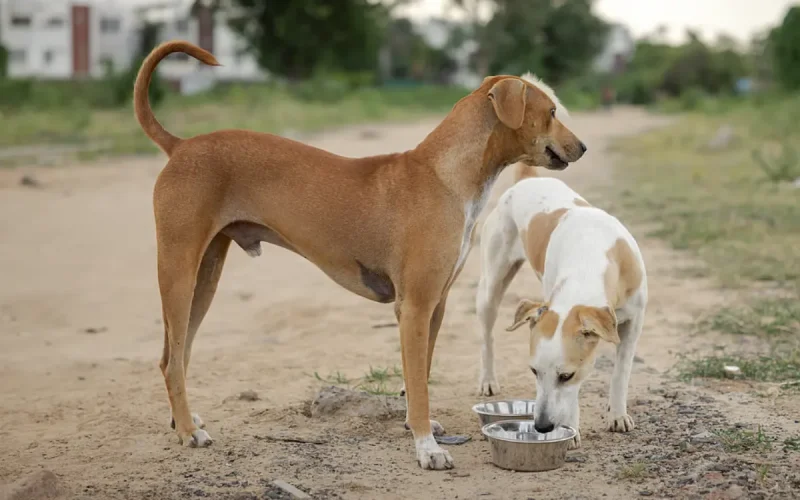 Morocco's Stray Dogs Debate: Western Hypocrisy Before the 2030 World Cup?