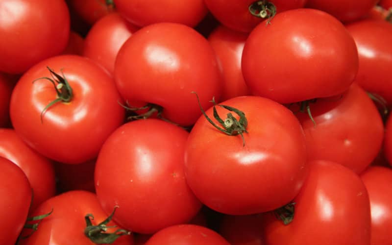 Morocco's Tomato Exports Surge 17% Despite Challenging Season