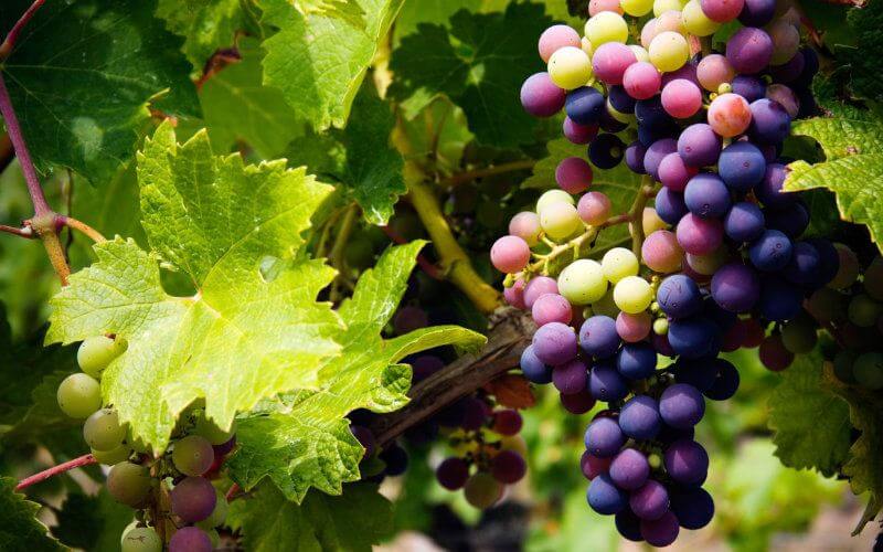 Morocco's Wine Industry Booms: Exports Hit 200 Million Dirhams Annually