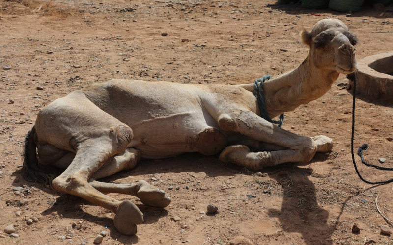 Mysterious Illness Strikes Moroccan Dromedaries, Baffling Breeders and Tourism Industry