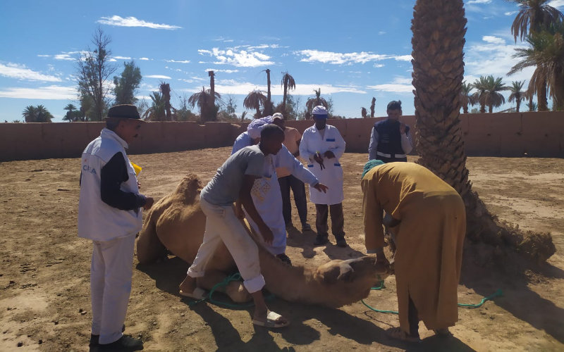 Mysterious Illness Strikes Moroccan Dromedaries, Veterinary Officials Investigate