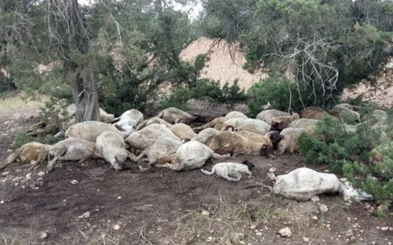Mysterious Livestock Disease Sparks Concern in Morocco's Al Haouz Region