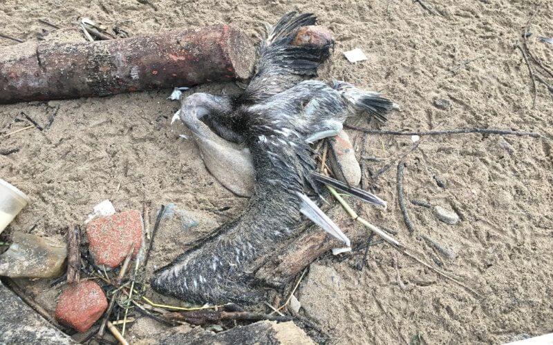 Mysterious Mass Die-Off of Migratory Birds Alarms Moroccan Coastal City