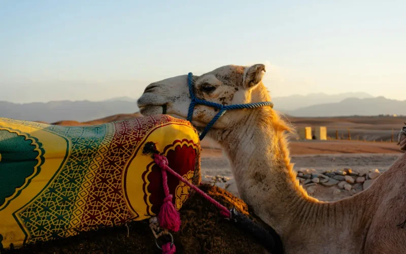 Near Marrakech, the Agafay desert threatened by its own success (Le Figaro)