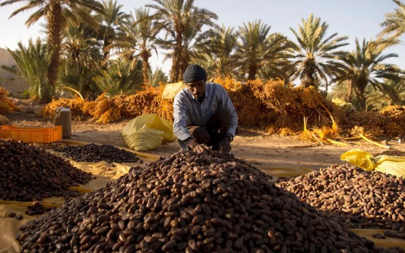 Nearly one date in three consumed in Morocco is Egyptian
