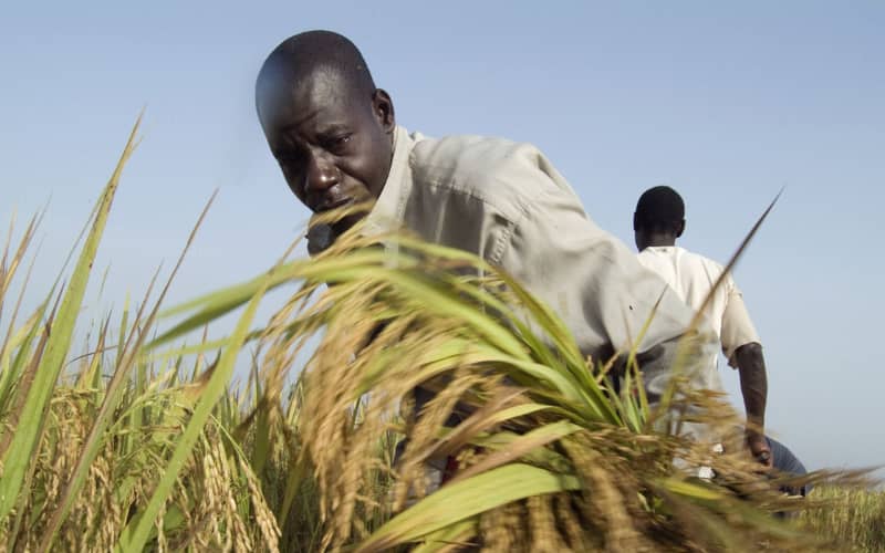 Nigeria Sends 200 Young Farmers Abroad for Agricultural Training
