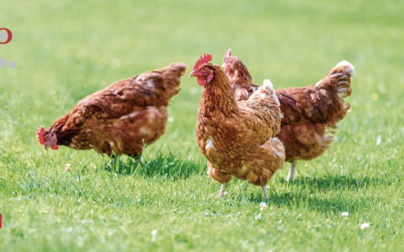 OCP Group Acquires 50% Stake in Spanish Animal Nutrition Firm GlobalFeed