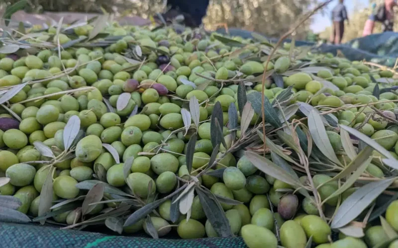 The olive harvest in Morocco turns into a headache