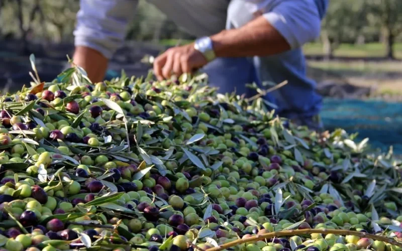 Olive oil in Morocco: Record harvest, but no one to pick