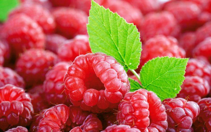 US Opens Market to Moroccan Raspberries After Food Safety Agreement