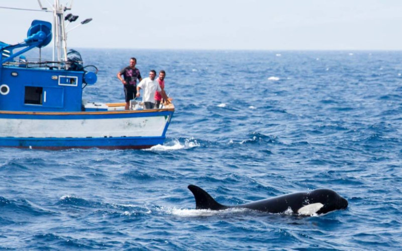 Orca Attack off Moroccan Coast Damages Fishing Boat, Raises Safety Concerns