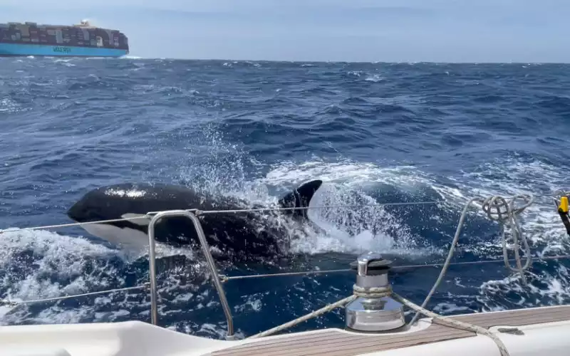 Orca Attack Sinks Sailboat off Moroccan Coast Near Gibraltar Strait