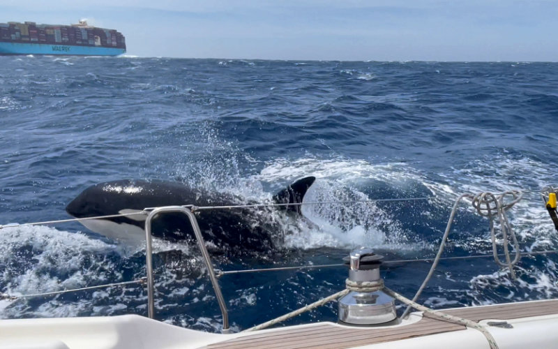 Orca Pod Attacks British Sailors' Boat Near Moroccan Coast
